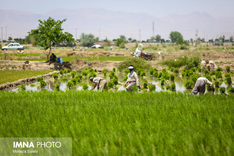 برنجکاری در شهرستان مبارکه