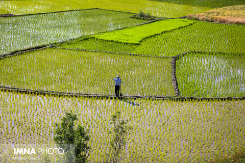 برنجکاری در شهرستان مبارکه