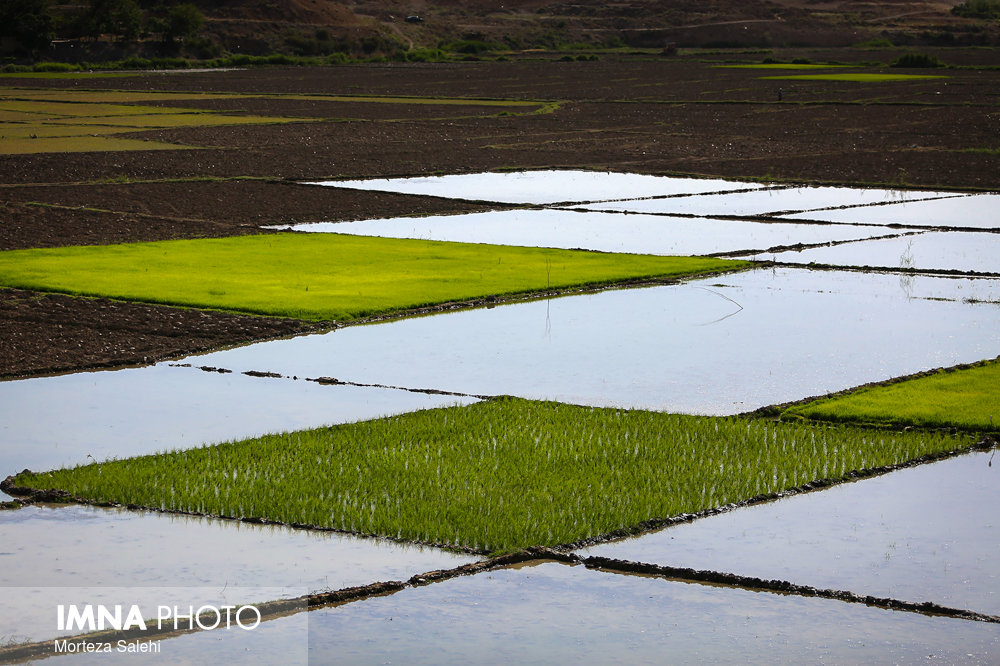 تولید برنج در کشور ۴۲ درصد افزایش یافته است
