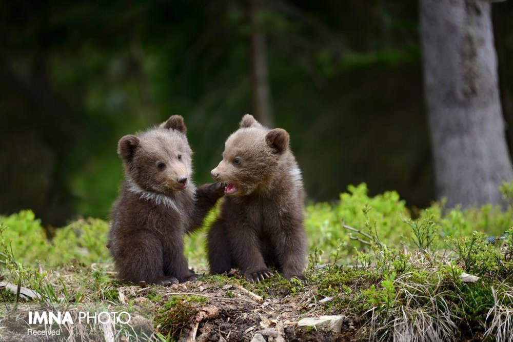 نجات دو توله خرس در اندیکا