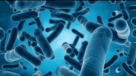 نقش باکتری‌های روده در فرآیند تاثیر داروها چیست؟