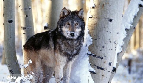 نگرانی از افزایش سگ‌های بلاصاحب و جفت‎گیری با گرگ‎ها