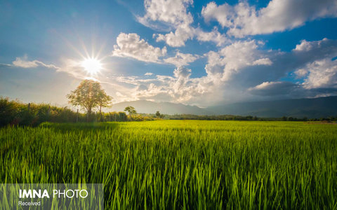 مزارع برنج Chiang Mai در تایلند