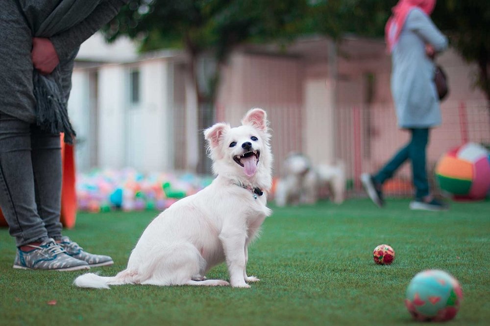 احداث "پارک حیوانات" برای گردش سگ‌های خانگی