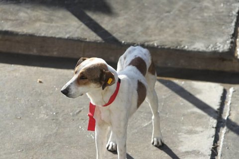 سگ‌های بلاصاحب در ارومیه جمع‌آوری و عقیم‌سازی می‌شوند