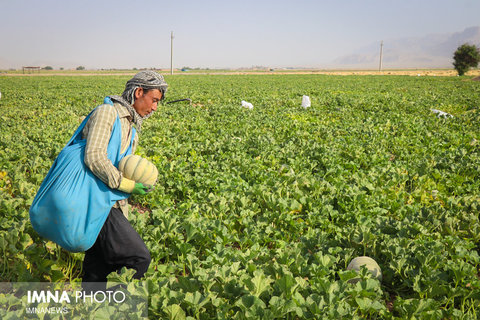 برداشت طالبی از مزارع دشت پرزان