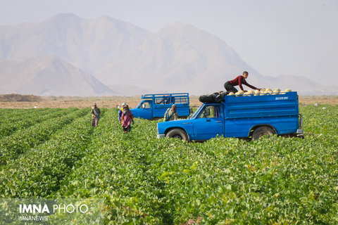 برداشت طالبی از مزارع دشت پرزان