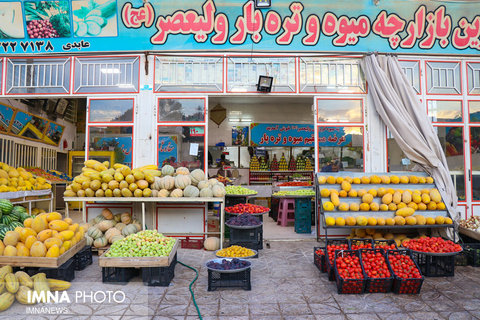 برداشت طالبی از مزارع دشت پرزان