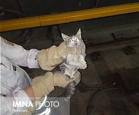 نجات گربه بازیگوش از تونل مترو