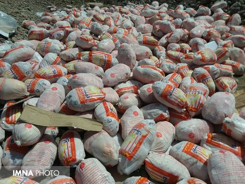خرید مرغ مازاد تا سقف روزانه ۵۰۰ تن از مرغداران