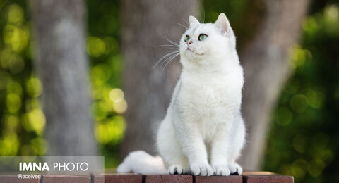 حیوانی که استرس را از انسان دور می‌کند