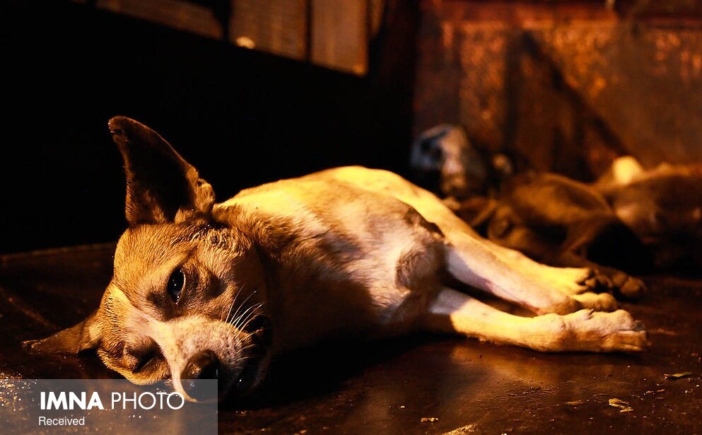 ۷۴ ضربه شلاق برای سگ کشی در گیلان