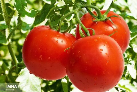 قیمت گوجه فرنگی کاهش می‌یابد