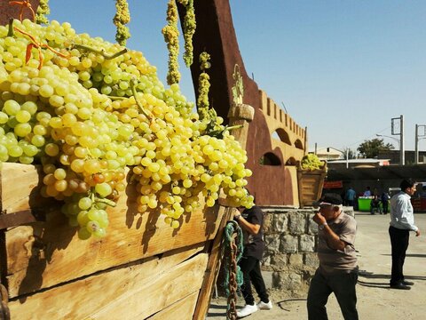 برداشت ۱۰ هزار تن انگور از سطح زیر کشت شهرستان خوانسار
