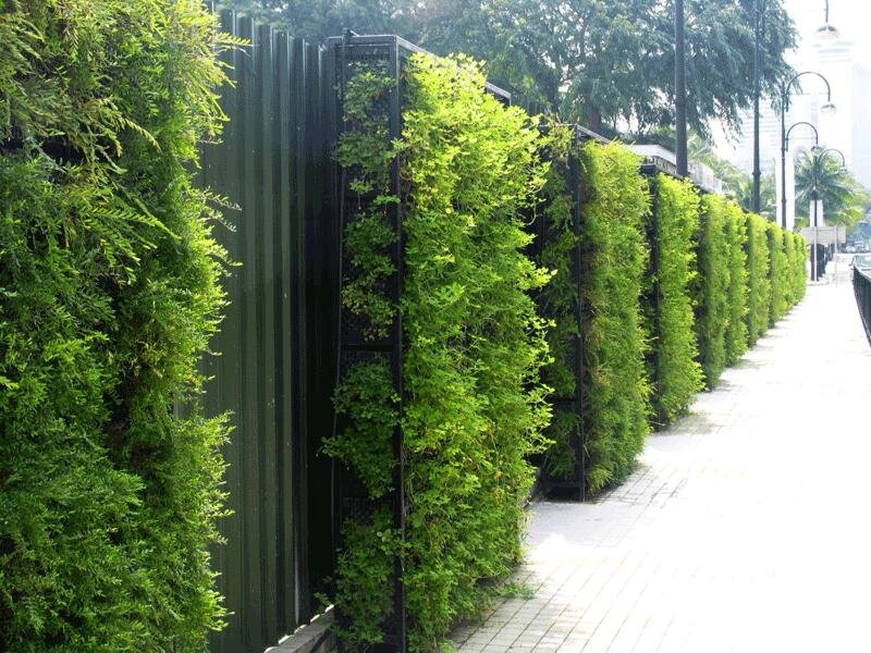 استفاده از گونه‌های گیاهی مقاوم برای دیوارهای سبز اصفهان