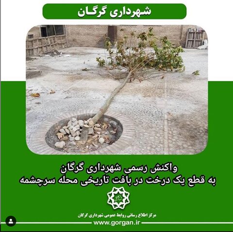 واکنش شهرداری گرگان به قطع یک درخت