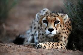  National Day of Asiatic Cheetah