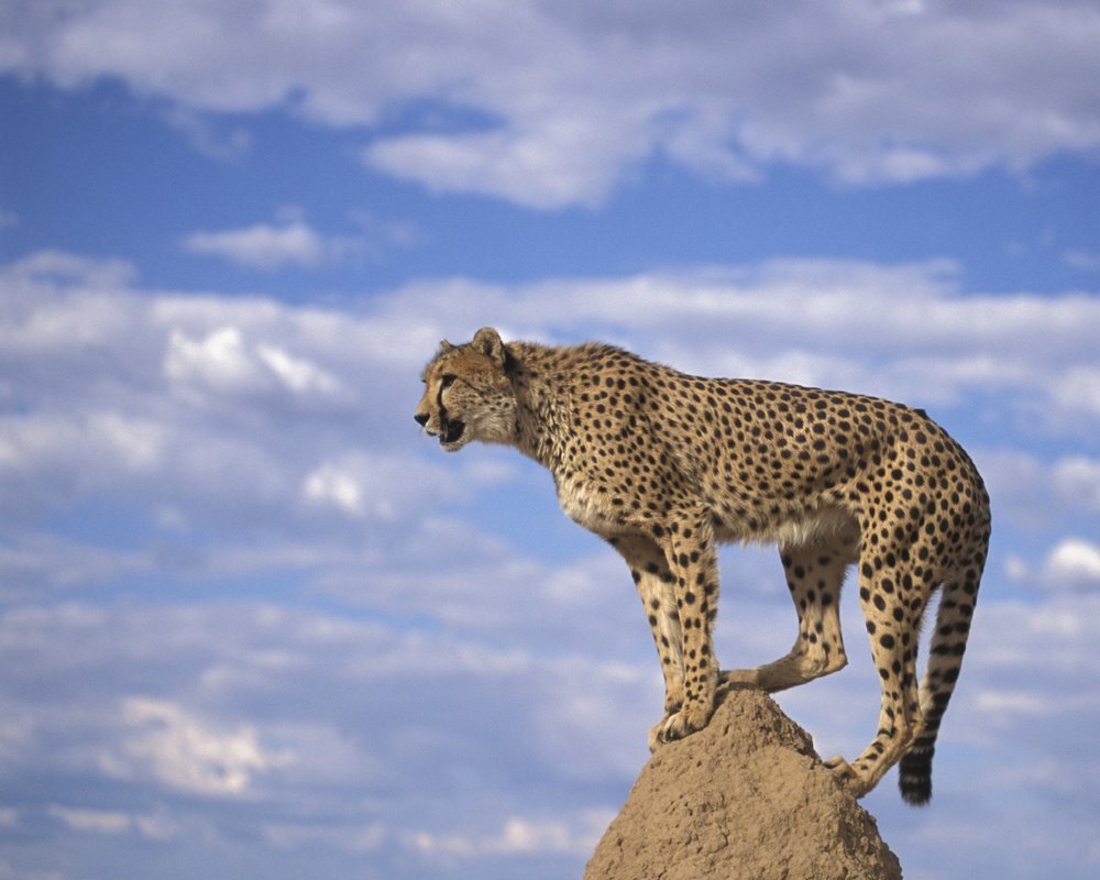 Iran tries to preserve population of Asiatic cheetahs