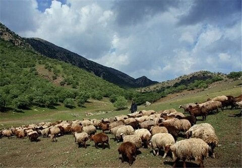 صدور حکم قضائی برای دامداران متخلف در مراتع منطقه حفاظت شده کرکس