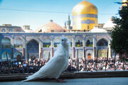 مشهدالرضا سیاه‌پوش می‌شود