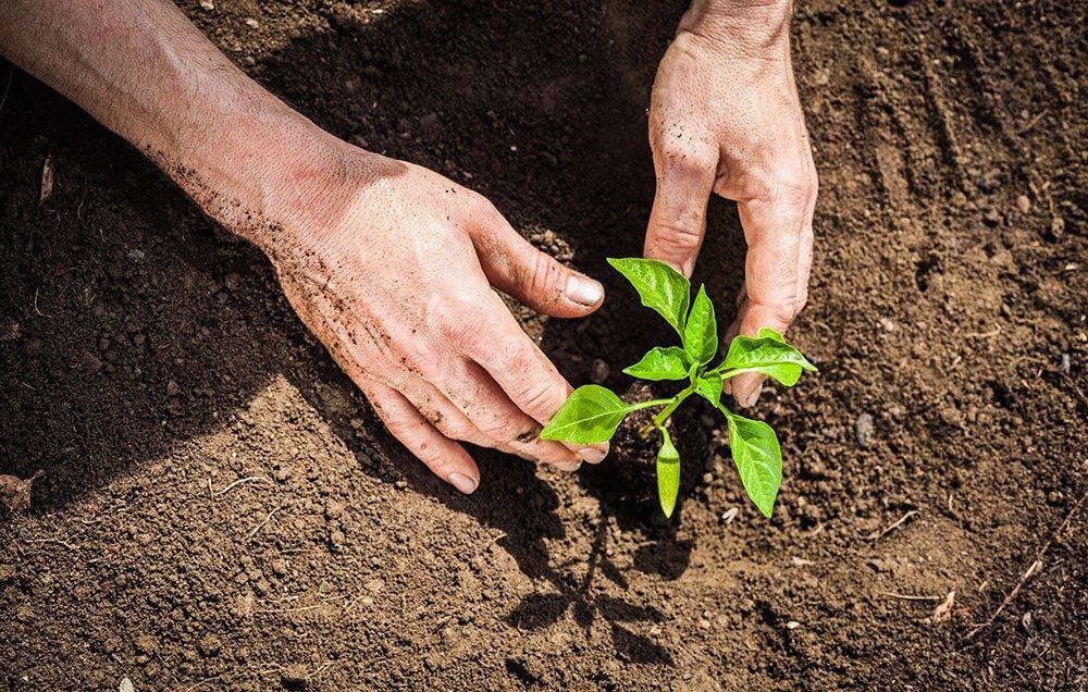 کاشت ۱۶ هزار گیاه نشاء پوششی در منطقه یک شهرداری اهواز