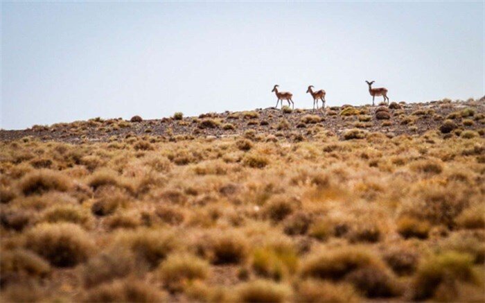 پایش ویژه در پارک ملی "بمو" فارس