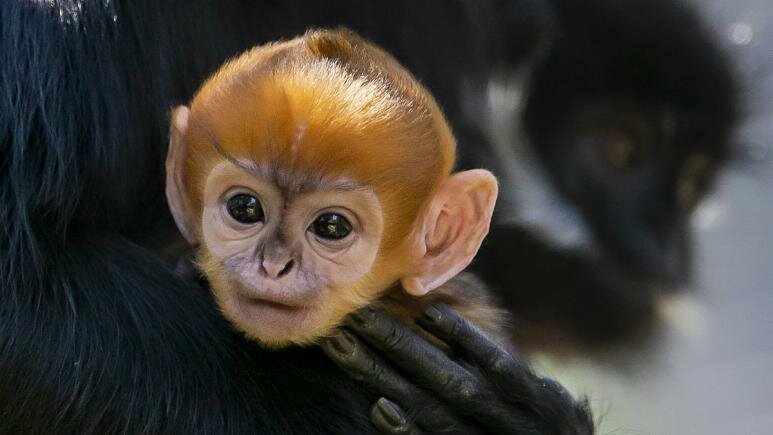 تولد گونه‌ای میمون نادر در باغ وحش استرالیا