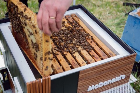 عملیات سرشماری زنبورستان‌های کشور انجام نمی‌شود