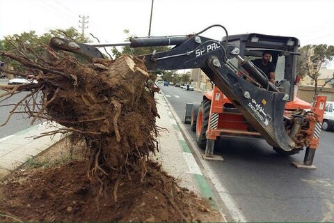 ماجرای خشکیدگی درختان خیابان بهیاری خرم‌آباد چه بود؟
