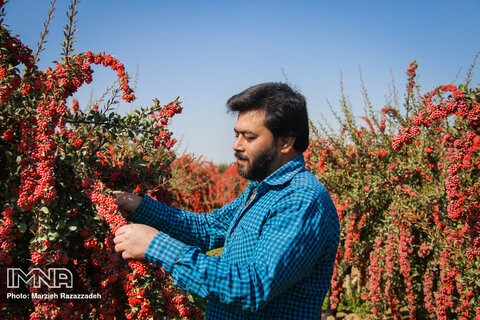 Barberry production in Isfahan
