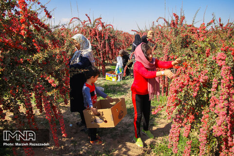 Barberry production in Isfahan