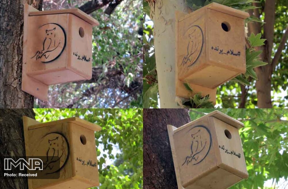 نصب ۳۵ لانه روی درختان چهارباغ برای پرندگان
