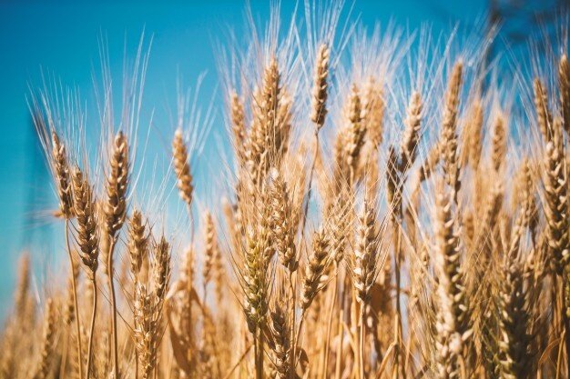 تاکنون بیش از ۲.۵ میلیون تن گندم خریداری شده است