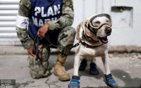 فرودگاه‌های ایران به سگ موادیاب تجهیز می شود