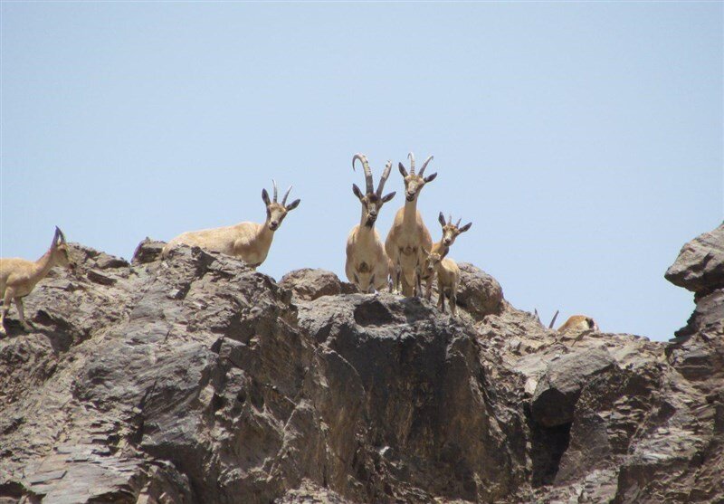 آغاز فصل زایش حیات‌وحش در پارک ملی گلستان
