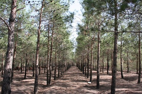 آماربرداری از عرصه جنگل طبیعی شرق/ شناسایی بیش از ۳ هزار درخت خشک و نیمه‌خشک