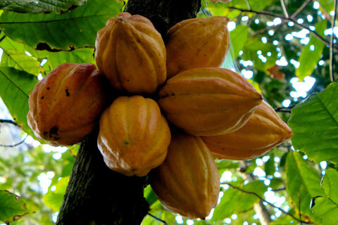 کود بیولوژیک ایرانی مزارع کاکائوی آفریقا را نجات داد