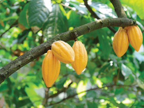 Iranian product to save Africa's cocoa farms