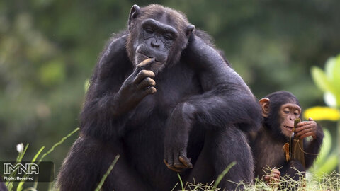 خداحافظی با «باران»؛ بچه شامپانزه باغ وحش ارم/«باران» به کنیا منتقل می‌شود