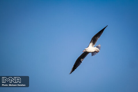 Migratory birds soaring high upon Zayanderud