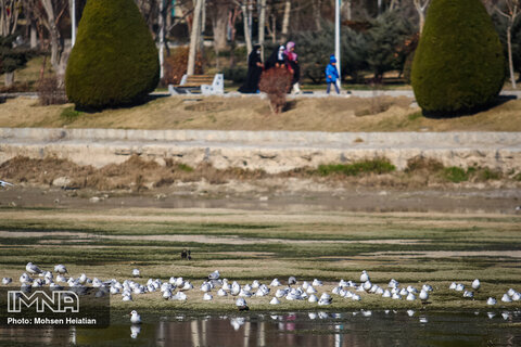 Migratory birds soaring high upon Zayanderud