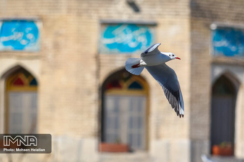 Migratory birds soaring high upon Zayanderud
