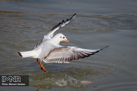 Migratory birds soaring high upon Zayanderud