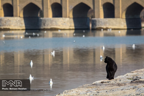 Migratory birds soaring high upon Zayanderud