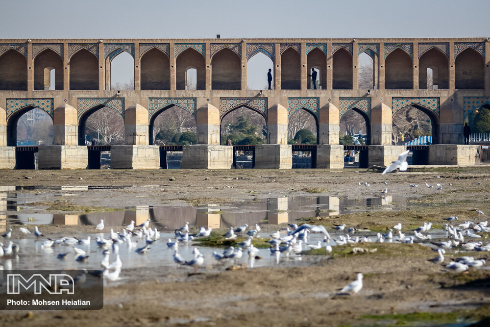 فاجعه ای زیست محیطی در اصفهان/از قتل عام پرندگان مهاجر جلوگیری کنید