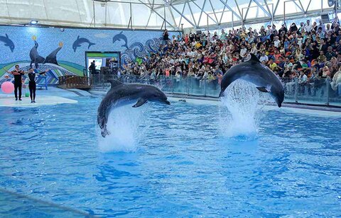 ادعاها در مورد حال بد دلفین برج میلاد کذب است