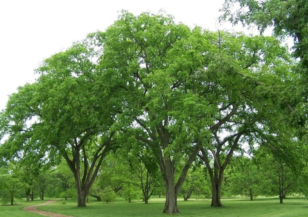 نهال چند ساله نارون جایگزین درختان خشک می‌شود