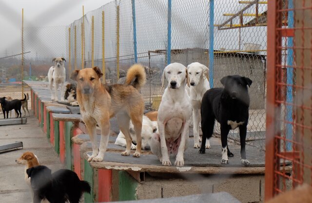 برخورد قاطع با شهرداری‌های خاطی در کنترل جمعیت سگ‌های ولگرد