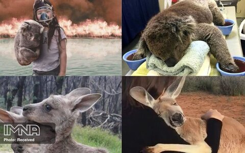 بیش از یک میلیارد حیوان در آتش سوزی های استرالیا مُردند