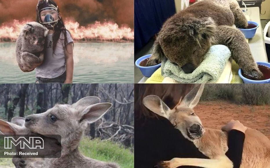 بیش از یک میلیارد حیوان در آتش سوزی های استرالیا مُردند